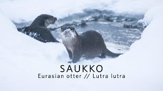 Saukko, Eurasian otter // Lutra lutra - I WAS LUCKY!