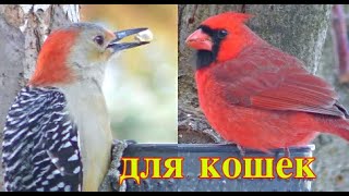 видео для кошек, развлекать вашего кота