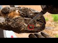 Saving cow from unbearable pain by deep cleaning its hooves!