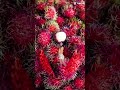 😋✨RAMBUTAN #viralshorts #asmr #satisfying #satisfyingvideo #fruit