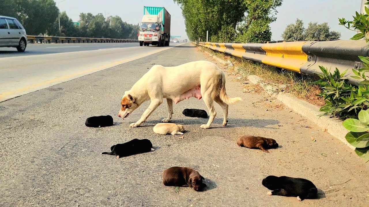 For seven days she sat where she was left… and every passing car felt like it could be him.😭