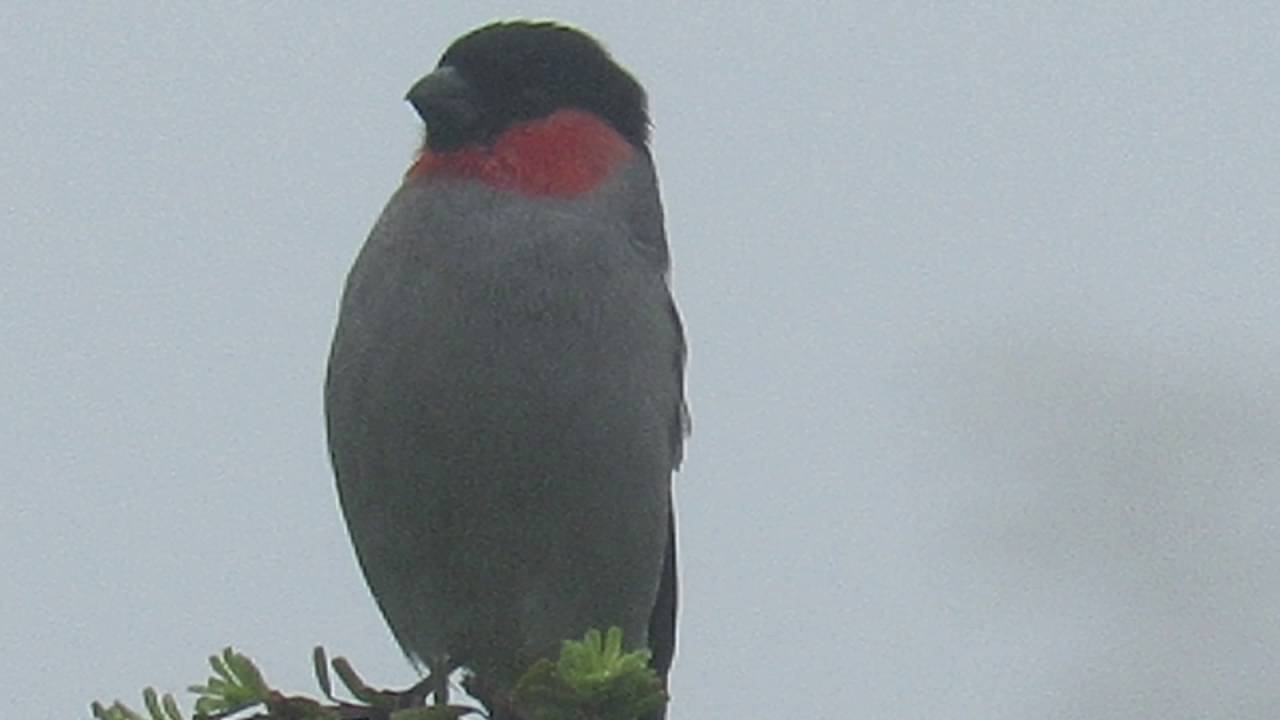 ウソの鳴き声 Youtube ウソの鳴き声 Youtube