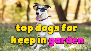 Top Dog Breeds for Your Garden: The Perfect Furry Companions for Outdoor Living by catdog 96 views 11 months ago 4 minutes, 22 seconds