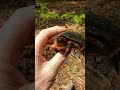 Not a shy guy!! spotted Turtle