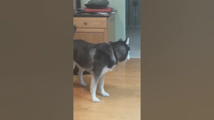 Breck the howling Husky throws a fit