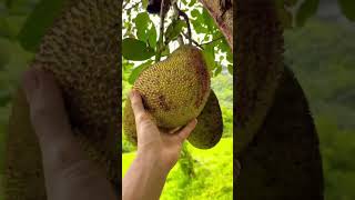 Picking fruits in the garden #nature #fruit #700  #shorts