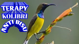 TERAPY !!! Kolibri,full gacor anti bisu..3 menit langsung nyaut,coba aja