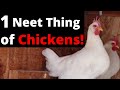 Best part of having chickens