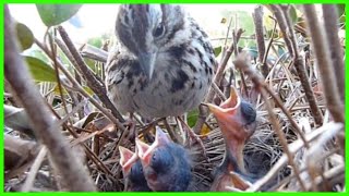 9 DAYS IN THE NEST  Baby Birds fom Egg to Fledgling a Compilation
