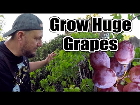 DO THIS To Your Grape Vines NOW If You Want To Grow The LARGEST Bunches Of Grapes!!