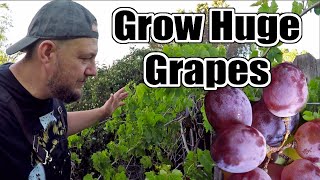 DO THIS To Your Grape Vines NOW If You Want To Grow The LARGEST Bunches Of Grapes!!