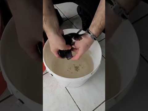 Frontoza Burundi kusturduk