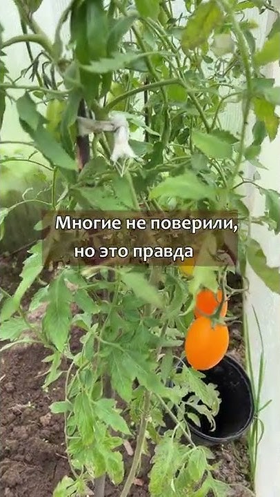 Помидоры в мае в средней полосе: Мечта? Реальность! - YouTube