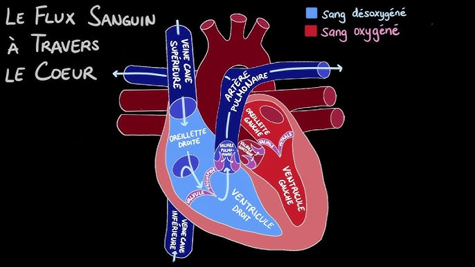 Cœur : anatomie, rôle, opération