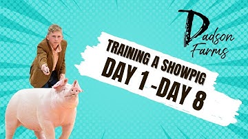 Breaking a showpig from day 1 to day 8 and how we whip training our pigs.  #showpigs #showpig