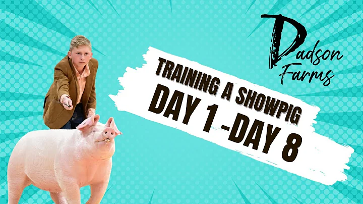 Breaking a showpig from day 1 to day 8 and how we whip training our pigs.  #showpigs #showpig