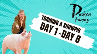 Breaking A Showpig From Day 1 To Day 8 And How We Whip Training Our Pigs.