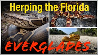 Herping The Florida Everglades
