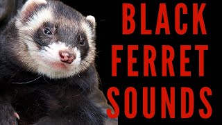 HOW DOES A BLACK FERRET SOUND - Black Footed Ferret Sound Effects | maktub_ytv