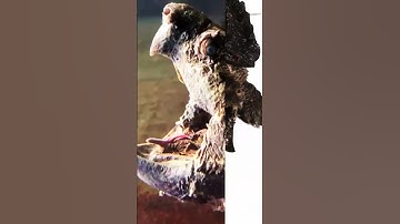 The Alligator Snapping Turtle: Nature