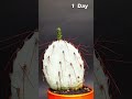 Cactus Growing Time-Lapse