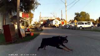 Doggie