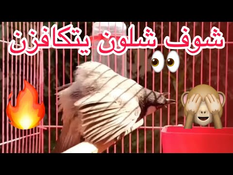 تزاوج بلابل و الفرق بين الفحل و النثيه من خلال المزاوف والسلوك والحركات انتبه جيدا