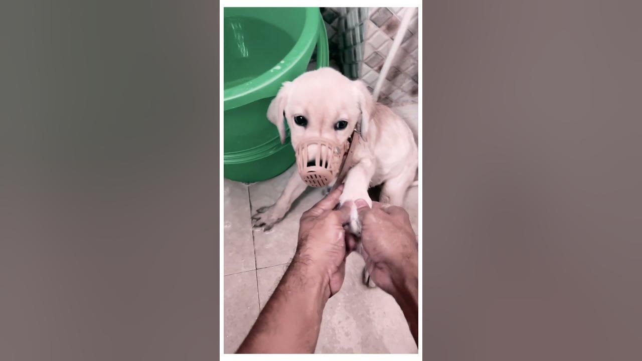 Freddy’s First Bath l 45 Days Old lytshorts dog YouTube