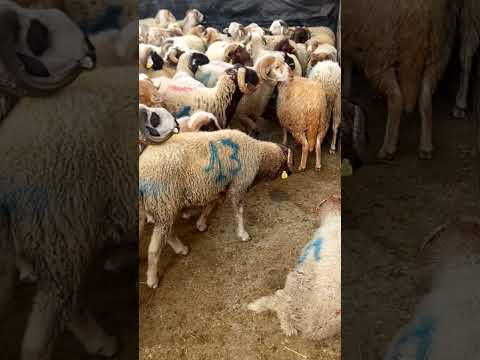 لخير ديلا هدلعم 27 2023 لربع حول