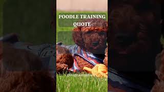 Mastering the Leash: Training Quotes for Poodle Owners #shorts #dog