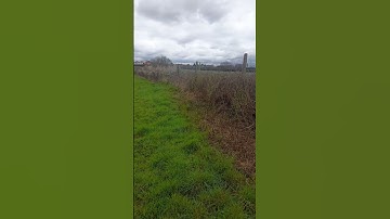 Class 66 with horns!