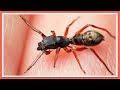 Ant Mimicking Jumping Spider [ Myrmarachne - Macro Adventures Episode 15 ]