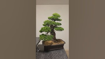 0 wire at this point, ready for a clean up🌳#bonsai #fyp #fy #diy #channel #prune #remove #wire