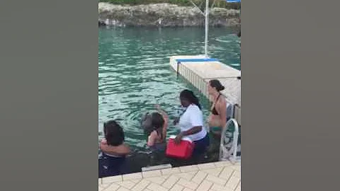 Dancing with dolphins