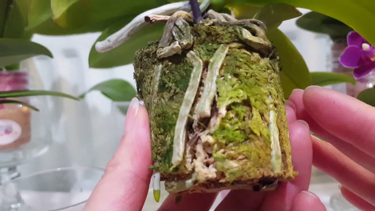 賞花！再看看運用蒜頭防止蝴蝶蘭爛根，效果超乎想像的好！(廣東話)01/04/2020