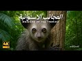 أسرار وعجائب الجزر الاستوائية الحيوانات والكائنات الأغرب في الأرض القص ة كاملة وثائقي أسرار وعجائب الجزر الاستوائية الحيوانات والكائنات الأغرب في الأرض القص ة كاملة وثائقي