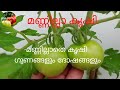 മണ്ണില്ലാ കൃഷി - ഗുണങ്ങളും ദോഷങ്ങളും| mannilla krishi | Benefits of soilless farming using cocopeat