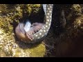 Octopus versus sharptail eel in Roatan Honduras.