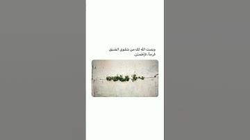 حالات واتس اب دينية |تلاوة بصوت مشاري العفاسي//قرآن كريم♥️🌸. #قرآن #حالات واتس اب