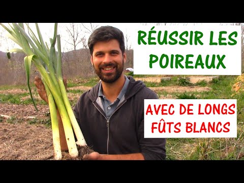Vidéo: Cultiver des poireaux : comment faire pousser des poireaux dans le jardin