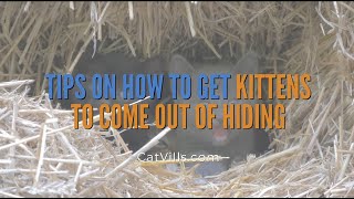 TIPS ON HOW TO GET KITTENS TO COME OUT OF HIDING