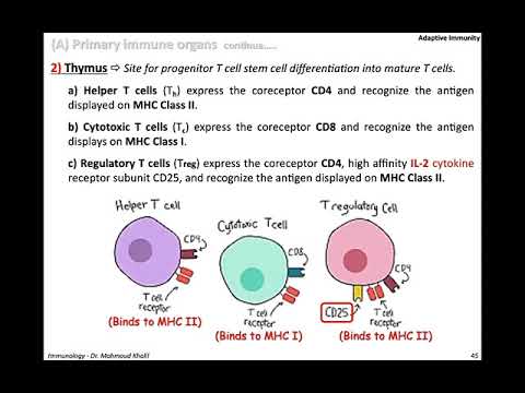 9) Adaptive Immunity