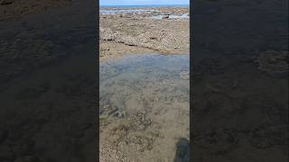 Queenfish Hunts In Shallow Water For Baitfish.