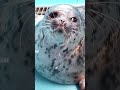 простите за отсутствие просто я плела из бисера люблювас Seal моизайки мем Animals милота простите за отсутствие просто я плела из бисера люблювас Seal моизайки мем Animals милота