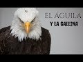 EL ÁGUILA Y LA GALLINA (Historias para reflexionar)