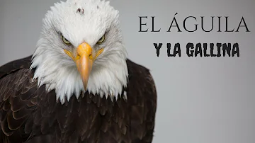 EL ÁGUILA Y LA GALLINA (Historias para reflexionar)