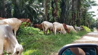 Download Perkebunan Sawit Terintegrasi Pengembang Biakan Sapi. Video MP3 Perkebunan Sawit Terintegrasi Pengembang Biakan Sapi.