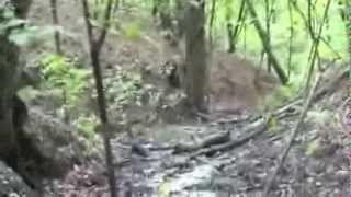 bigfoot blues