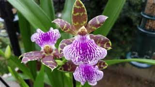 Orquídeas Zygopetalum: Cuidados básicos y caracteristicas. ║Orquídeas en el  mundo - thptnganamst.edu.vn