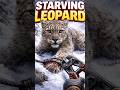 Starving Snow Leopard Trapped in a Forgotten Snare